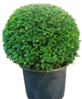 Taxus Baccata Ball in Pot | Yew Potted Hedging
