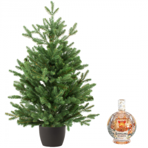 Real and Live Christmas Tree 2/3 ft with Snowglobe Gin Liqueur Hamper Gift Box