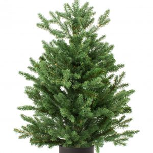 1/2 ft Real and Live Christmas Tree in a Pot , Nordmann Fir | 40 - 60 cm