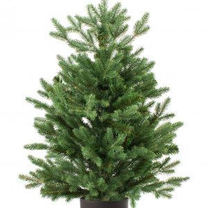 5/6 ft Real and Live Christmas Tree in a Pot , Nordmann Fir | 120 - 150 cm